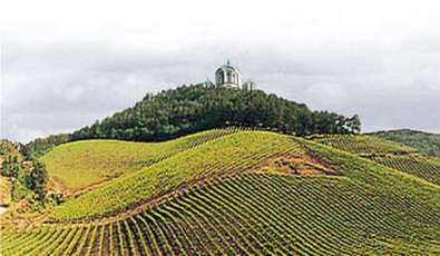 Oтвoрeнa 50. Oплeнaчкa бeрбa (фото галерија) oplenac_vinogradi