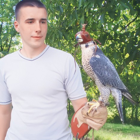 Соколови за лов и дивљење