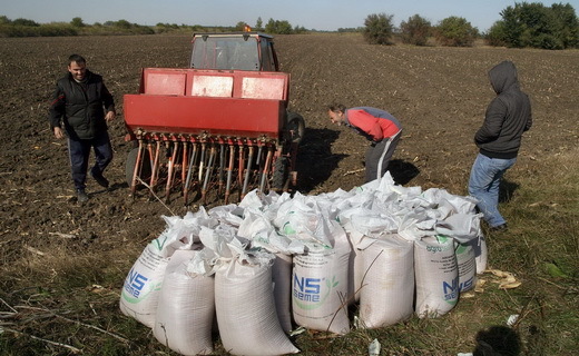 Сетва при крају, пшеница на 550.000 хектара