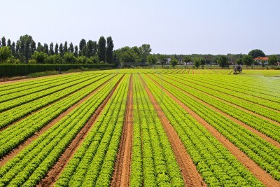 Мађарска забранила продају земље странцима Мађарска забранила продају земље странцима