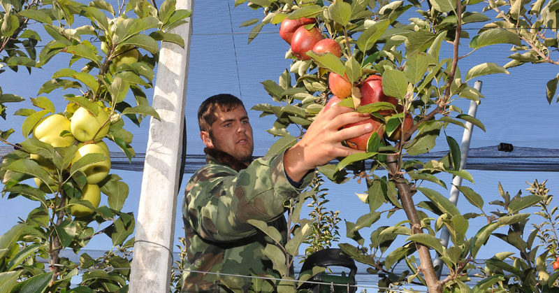 ВОЋАРИ ОЧАЈНИ: Килограм јабука само три динара ВОЋАРИ ОЧАЈНИ: Килограм јабука само три динара