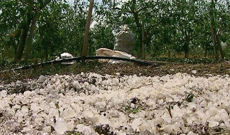 Шумадија: Рекордне приносе воћа уништио град Шумадија: Рекордне приносе воћа уништио град