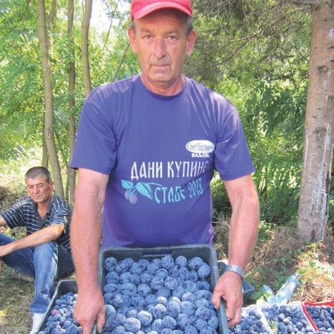 Пљачка: Килограм шљива 10 динара Пљачка: Килограм шљива 10 динара