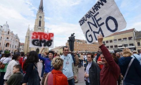 Сме ли власт против 83 % грађана Србије који одбијају ГМО? Сме ли власт против 83 % грађана Србије који одбијају ГМО?