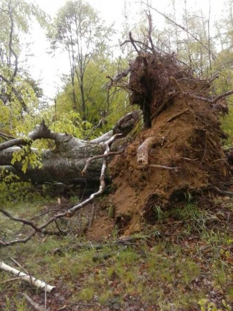 Торнадо код Лесковца! Носио кровове, чупао дрвеће (фото) Торнадо код Лесковца! Носио кровове, чупао дрвеће (фото)