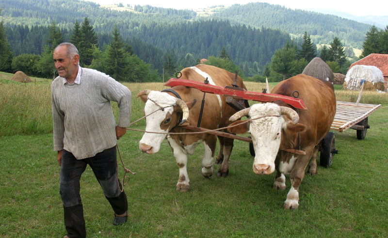 Србија још има здраву храну Србија још има здраву храну