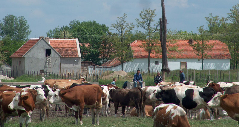 Преполовљен сточни фонд у Србији, продаје се и расплодно стадо Преполовљен сточни фонд у Србији, продаје се и расплодно стадо