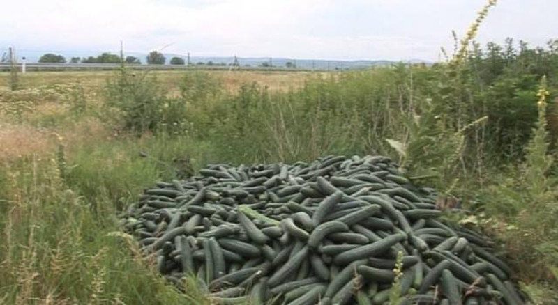 Лесковачки повртари бацају тоне тек убраног краставаца, нуде килограм за два динара али купаца нема Лесковачки повртари бацају тоне тек убраног краставаца, нуде килограм за два динара али купаца нема