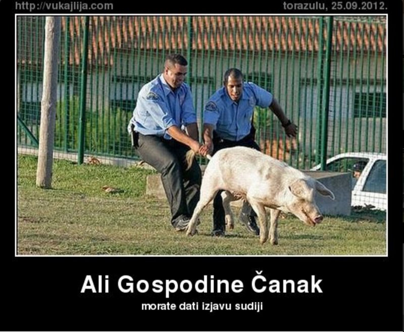 cmarak-svinja.jpg