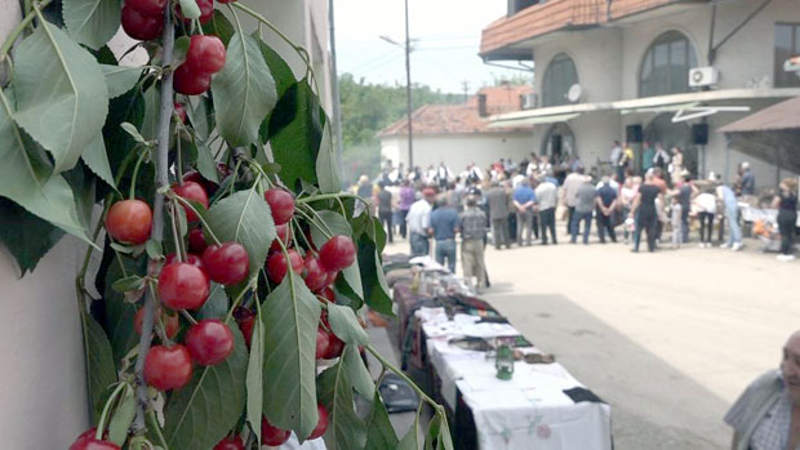 Вишња оживљава село Васиљ Вишња оживљава село Васиљ