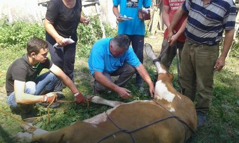 "ОБРАЧУН" НА ГОЛИЈИ Чопор гладних вукова напао јунад, у помоћ скочили БИКОВИ "ОБРАЧУН" НА ГОЛИЈИ Чопор гладних вукова напао јунад, у помоћ скочили БИКОВИ