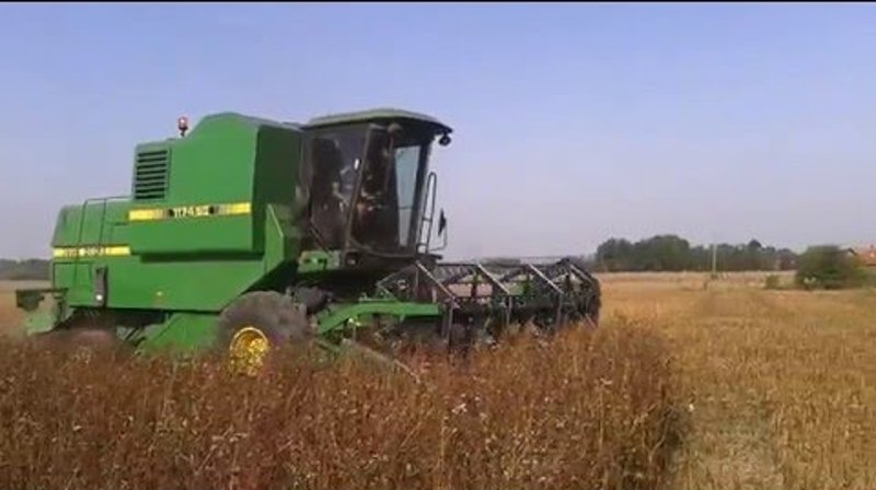 Жетва хељде у западној Србији - прелепи и здрави крајеви (видео)