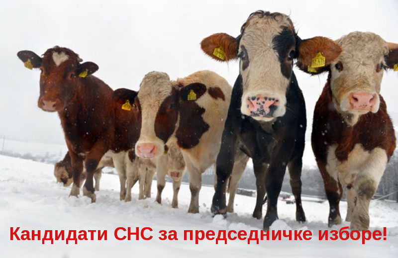 СНС има бар десет кандидата за председничке избор СНС има бар десет кандидата за председничке избор