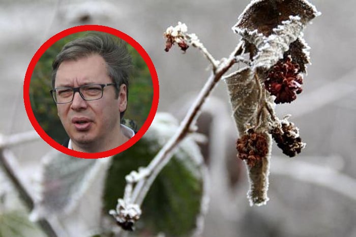 Чим БАКСУЗ добије изборе Србију сашије нека пропаст! Род у малињацима и воћњацима уништен због снега и зиме Чим БАКСУЗ добије изборе Србију сашије нека пропаст! Род у малињацима и воћњацима уништен због снега и зиме