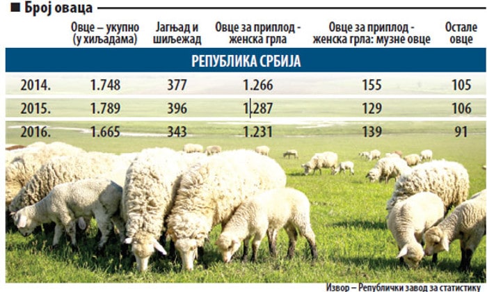 Рано за извоз јагњетине у Кину