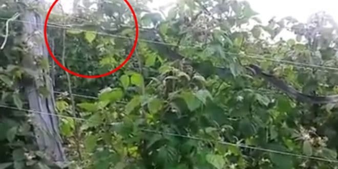 У селу Волујац код Ужица мештани у малињаку набасали на "ужичку анаконду" (видео) 1