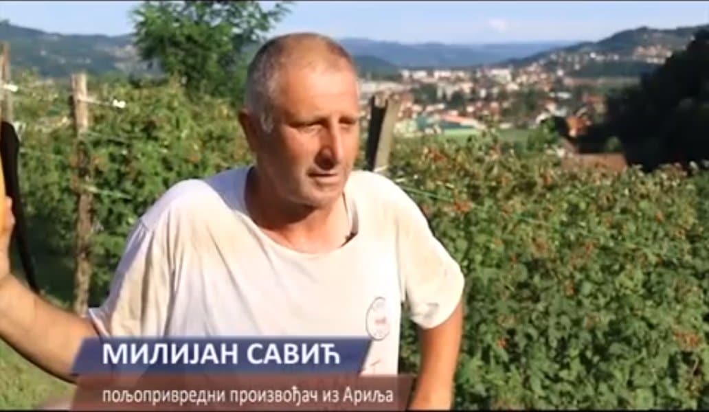 Пољопривредници НА ИВИЦИ ОПСТАНКА: Малињаке ПАЛЕ, фарме ГАСЕ, воћњаке СЕКУ Пољопривредници НА ИВИЦИ ОПСТАНКА: Малињаке ПАЛЕ, фарме ГАСЕ, воћњаке СЕКУ