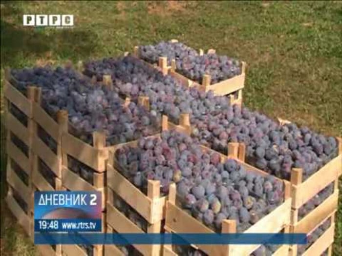 Шљива са Мајевице и ове године кренула на европско тржиште (видео) Шљива са Мајевице и ове године кренула на европско тржиште (видео)