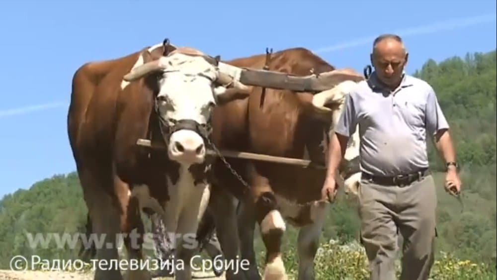 „Војни синдикат: Војницима се за статирање у филму Ристовског плаћа 10 евра, а 33 за волове-статисте „Војни синдикат: Војницима се за статирање у филму Ристовског плаћа 10 евра, а 33 за волове-статисте