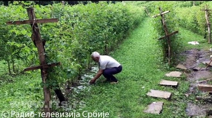 Ивањица: Град уништио малињаке, штета још увек није процењена (видео) Ивањица: Град уништио малињаке, штета још увек није процењена (видео)