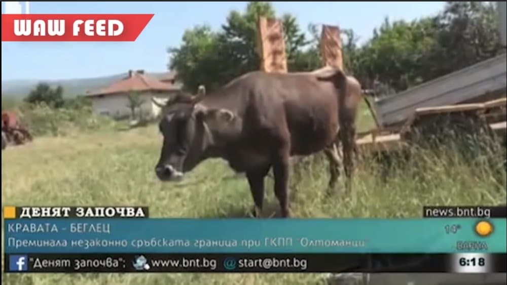 ЕУ ЛУДАЦИ! Хоће да убију стеону краву која је ушла у Србију из Бугарске јер је претња за ЕУ?! ЕУ ЛУДАЦИ! Хоће да убију стеону краву која је ушла у Србију из Бугарске јер је претња за ЕУ?!