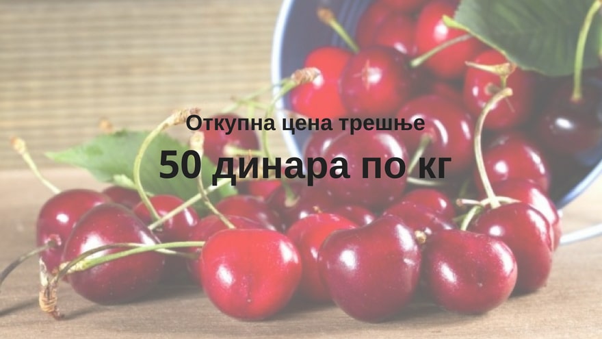 Откуп трешње по срамотној цени Откуп трешње по срамотној цени