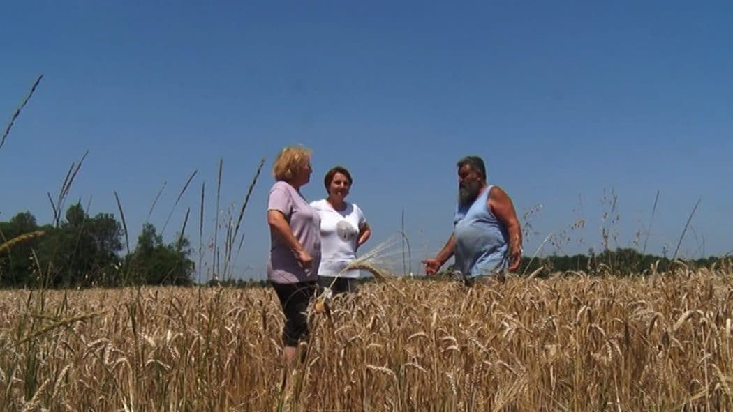 Жетва јечма на обреновачким ораницама (видео)