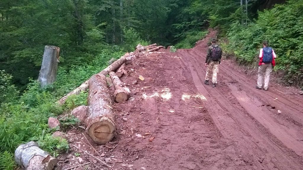 Кад струка заћути: У Арабињу, строгом резервату природе НА СТАРОЈ ПЛАНИНИ брутална СЕЧА најквалитетнијих ШУМА! (фото)