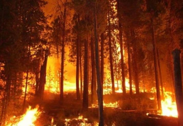 "Пола Македоније гори, никога није брига" "Пола Македоније гори, никога није брига"