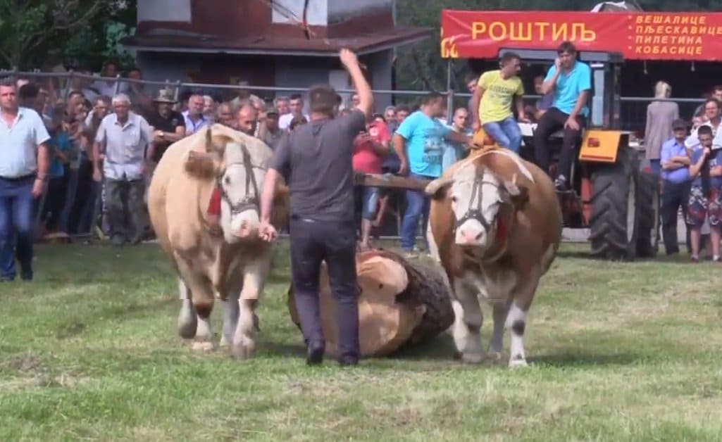 Златибор: Одржан 14. Сеоски вишебој у Јабланици (видео) Златибор: Одржан 14. Сеоски вишебој у Јабланици (видео)