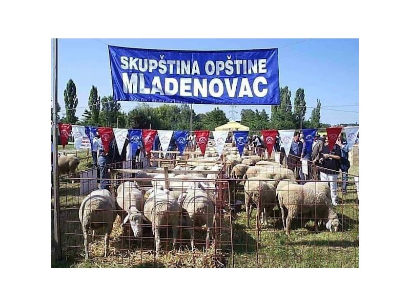 Напредњаци неће да кажу зашто их је слика оваца увредила Напредњаци неће да кажу зашто их је слика оваца увредила