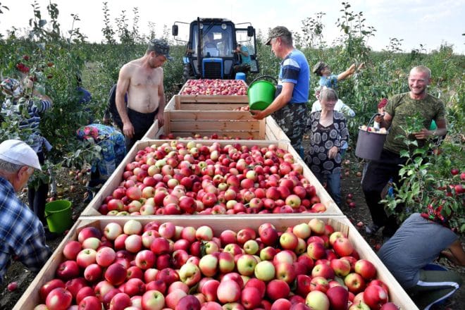 РУСИЈА САДА ИЗВОЗИ ВИШЕ ХРАНЕ НЕГО ОРУЖЈА: Пет година западних санкција — поклон за руску привреду РУСИЈА САДА ИЗВОЗИ ВИШЕ ХРАНЕ НЕГО ОРУЖЈА: Пет година западних санкција — поклон за руску привреду