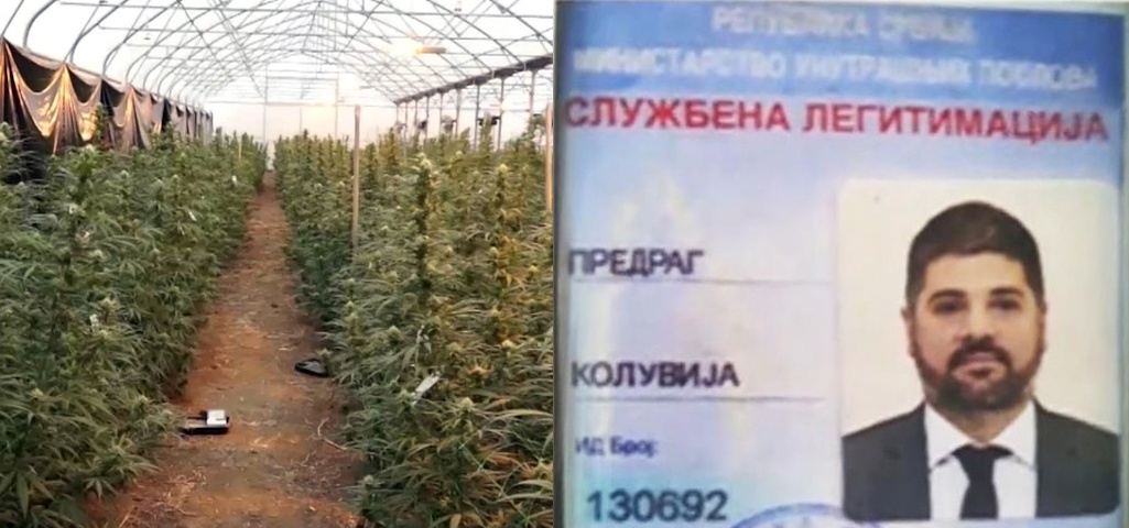 Kолувији и његовим сарадницима са фарме марихуане „Јовањица“ продужен притвор Kолувији и његовим сарадницима са фарме марихуане „Јовањица“ продужен притвор