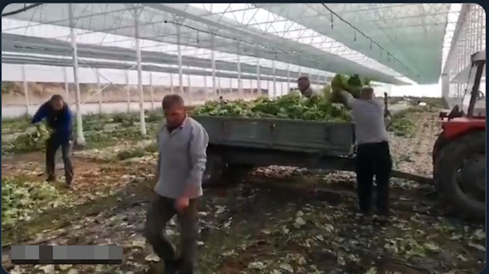 ЗБОГ ИДИОТА НА ВЛАСТИ овако завршава зелена салата на југу Србије...трактор...депонија (видео) ЗБОГ ИДИОТА НА ВЛАСТИ овако завршава зелена салата на југу Србије...трактор...депонија (видео)