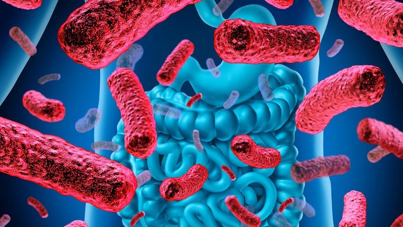 Научници открили везу између неуроваскуларне болести и бактерија у цревима Научници открили везу између неуроваскуларне болести и бактерија у цревима