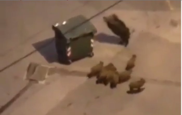 Дивље свиње вршљају по Новом Београду (видео) Дивље свиње вршљају по Новом Београду (видео)