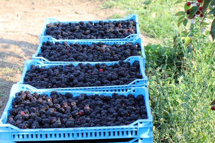 Напредњаци тотално уништили производњу купине Напредњаци тотално уништили производњу купине