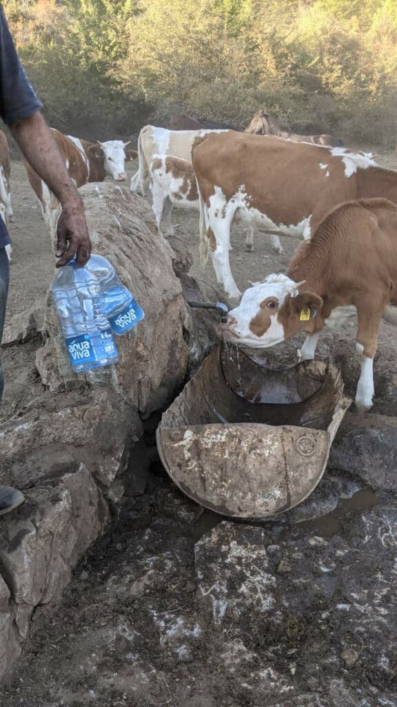 КАПА ДОЛЕ! Лесковчанин сам однео 500 литара воде за жедне животиње КАПА ДОЛЕ! Лесковчанин сам однео 500 литара воде за жедне животиње