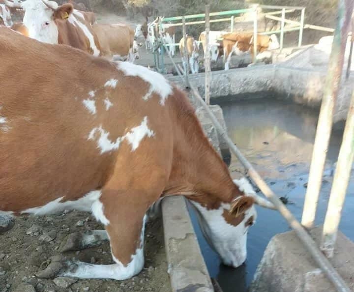 Војска са цистернама коначно стигла на Суву планину и спасила жедну стоку Војска са цистернама коначно стигла на Суву планину и спасила жедну стоку