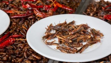После скакаваца и црва нови инсект на менију: ЕУ прогласила цврчке новом храном за људе После скакаваца и црва нови инсект на менију: ЕУ прогласила цврчке новом храном за људе
