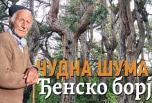 Чудна шума - Ђенско борје на Златибору (видео) Чудна шума - Ђенско борје на Златибору (видео)