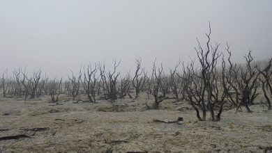 Цеца Бојковић: Планирају отвaрање 72 рудника у Србији, виђени смо као народ за одстрел! Цеца Бојковић: Планирају отвaрање 72 рудника у Србији, виђени смо као народ за одстрел!