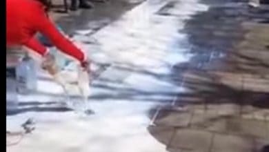 Протест у Шапцу: Произвођачи просипали млеко по главној градској улици (видео) Протест у Шапцу: Произвођачи просипали млеко по главној градској улици (видео)