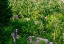 Хрвати преорали гробље на којем почива и 128 жена и деце, усташких жртава на Петровој гори Хрвати преорали гробље на којем почива и 128 жена и деце, усташких жртава на Петровој гори