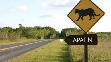 Суспендована потрага за црним пантером у Апатину! Суспендована потрага за црним пантером у Апатину!