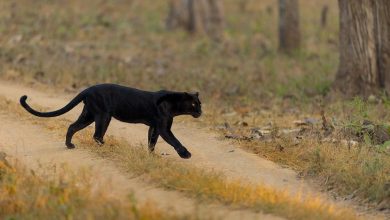 Одакле је црни пантер виђен у околини Апатина? Одакле је црни пантер виђен у околини Апатина?