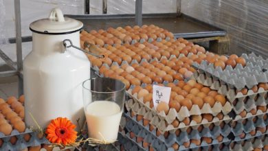 Србија: За годину дана највише поскупели млеко, сир и јаја, и то за 43,3 одсто Србија: За годину дана највише поскупели млеко, сир и јаја, и то за 43,3 одсто