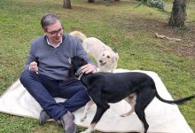 Вучић: Срби су богати, воле више кучиће од деце, зато је слаб наталитет Вучић: Срби су богати, воле више кучиће од деце, зато је слаб наталитет