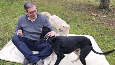 Вучић: Срби су богати, воле више кучиће од деце, зато је слаб наталитет Вучић: Срби су богати, воле више кучиће од деце, зато је слаб наталитет