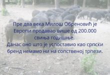 Годишње увеземо преко 30.000 тона свињетине! Годишње увеземо преко 30.000 тона свињетине!
